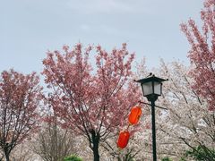 -古柏渡飞黄旅游区