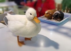 -Moni星球萌宠·小马宝莉·灵蛇·高端高阶全萌宠互动体验俱乐部(红豆国际广场店)