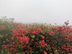 -大围山国家森林公园