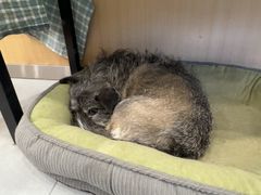 -小伙伴宠物医院•急重症转诊中心·老年专科·犬猫全科(北大街总院)