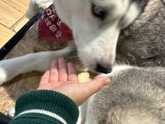 -Husky Go! 哈士奇体验馆·宠物咖啡厅狗咖