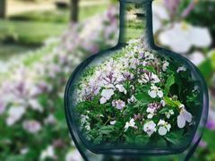 -苏家坨柳林村二月兰花海