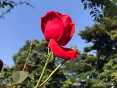 -映月湖公园