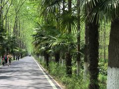 -合肥滨湖国家森林公园