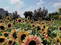 -长白岛森林公园