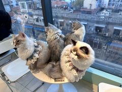 -怪兽屋·羊驼·猫咖·狗咖(俊华广场店)