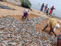 -尼甘布海鲜市场