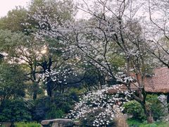 -中国茶叶博物馆(双峰馆区)