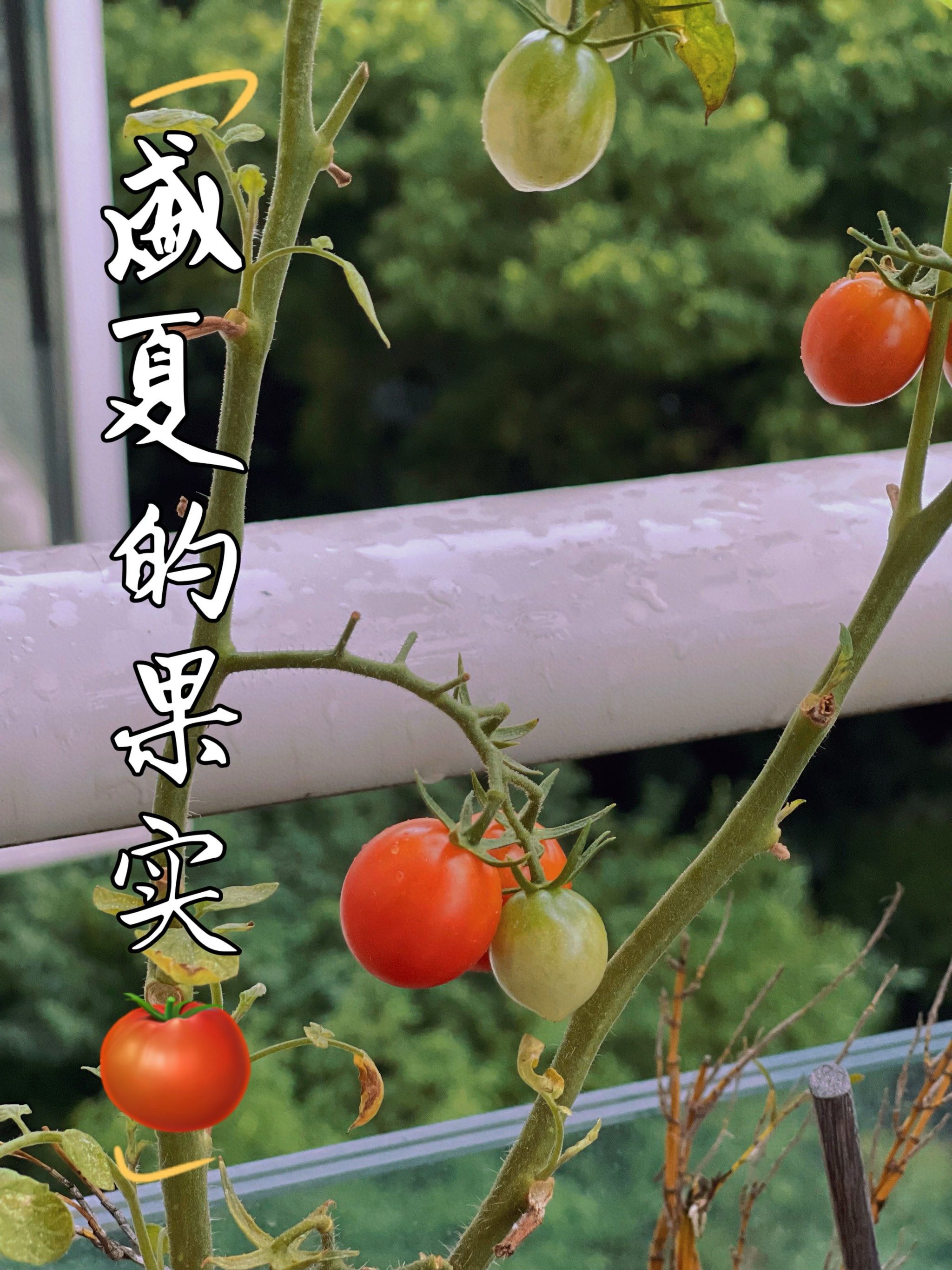 记录一夏|盛夏的果实97枝满头