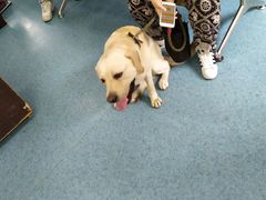 -北京赛佳动物医院