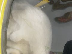 -艾贝尔宠物医院 ·中兽医·宠保定点(北门桥店)