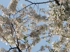 android_upload_pic-高东镇樱花园