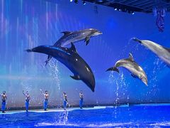 -上海海洋水族馆