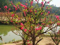 -南国桃园旅游度假区