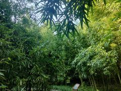 -望江楼公园