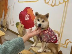 -柴迷FANS CLUB·柴犬狗咖·猫咖