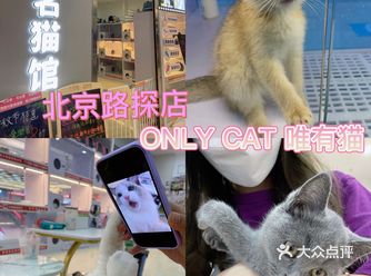 北京路探店 首家ONL YCAT 唯有猫馆