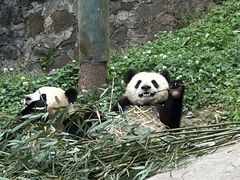 -都江堰中华大熊猫苑