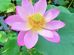 -莲花池公园