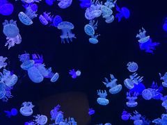 -欢乐海岸海洋奇梦馆