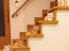 -CoCo都可(小寨赛格店)