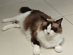 -怪兽屋·羊驼·猫咖·狗咖(俊华广场店)