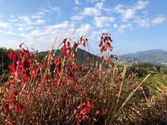 -塔川景区