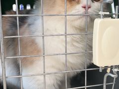 -瑞鹏宠物医院·骨科·猫科·内科(第一中心)