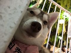 -Husky Go! 哈士奇体验馆·宠物咖啡厅狗咖
