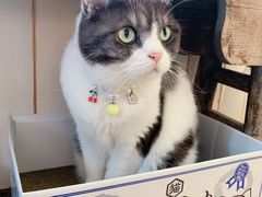 -海边的猫和咖啡馆