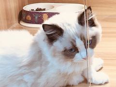-猫十亿·布偶金渐层·曼基康矮脚猫舍(青年路店)