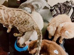 -猫小院猫主题咖啡厅(北锣店)