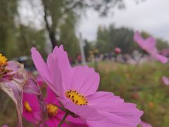 -野鸭湖国家湿地公园