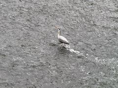 -九眼桥码头旧址