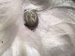 -北京观赏动物医院·24小时大型综合·猫专科·异宠专科
