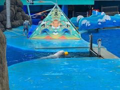 -海合安成都极地海洋公园