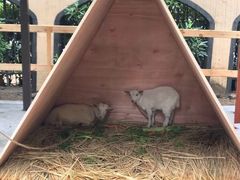 -苏州宋庆龄国际幼儿园