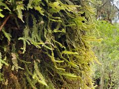 -怀托摩萤火虫洞