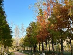 -合肥滨湖国家森林公园