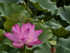 -莲花池公园