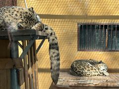 -青藏高原野生动物园