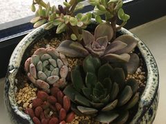 -菊园百果园