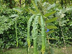 -中国科学院西双版纳热带植物园