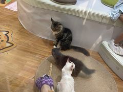 -COLOR PETS 撸猫馆·购猫·猫咖(长风大悦城店)