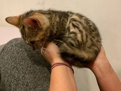 -Cappucimeow猫咪咖啡馆(韦伯时代店)