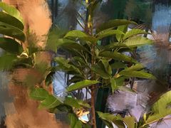 -龙大花卉苗木市场