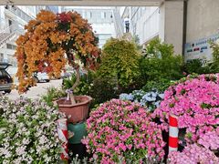 -双季花艺园艺市场(浦东店)