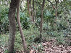 -苏州上方山国家森林公园