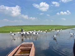 -盐城丹顶鹤湿地生态旅游区