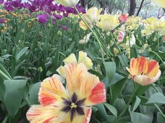 -洛阳郁金香牡丹园